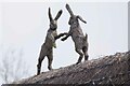 TL7343 : Mad March Hares by Glyn Baker