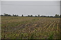 Field of stubble