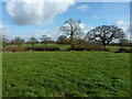 Corner of a field near Cofton Common