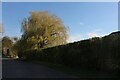 Willow tree on Station Road, Mildenhall