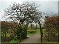 Pergola at The Hollies