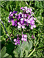 Honesty flowers near Tipton Junction, Sandwell