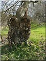 Gnarled treetrunk