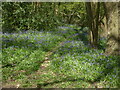 Bluebells in Perry Wood, Worcester