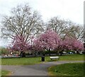 SJ8590 : Blossom at East Didsbury by Gerald England