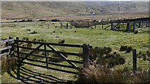 NS9503 : Livestock pens at Shiel Cleugh by Gordon Brown