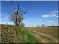 Prepared field near Winwick Warren