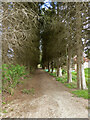 Tree-lined path between new developments