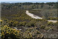 View west from a bench on Frensham Common