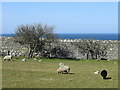 Sheep by the sea...