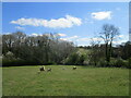 SP6574 : Sheep and the west end of Rabbit Spinney, Thornby by Jonathan Thacker