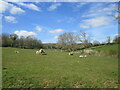 SP6674 : Grassland near Thornby Grange by Jonathan Thacker