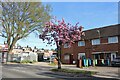 Spring blossom on Long Elmes, Harrow Weald