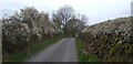 Hawthorn hedges