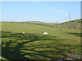 SD5783 : Sheep grazing off Beck Lane by JThomas