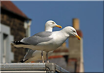NT9464 : Herring Gulls at Eyemouth Harbour by Walter Baxter