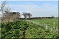 Newly-planted hedge, Taylor