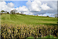 A bare hedge, Garvallagh