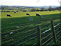 A field of sheep and lambs near Strathaven