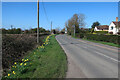 Daffodils by St Ives Road
