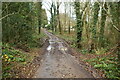 Footpath in Stream Wood