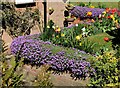 Aubretia, tulips & daffodils in a garden in Hawkhurst Moor