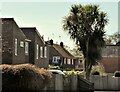 Cabbage Palm by Horns Road, Hawkhurst Moor