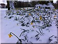 Daffodils in the snow, Holbrook Park