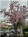 Cherry blossom on Gurney Drive, Hampstead Garden Suburb