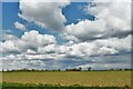 Mickfield: Farmland with a crop beginning to show