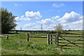 Little Stonham: Land used for grazing cattle