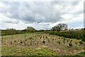 Coddenham, Vicarage Farm: A plantation of what appear to be 