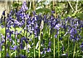 Newly opened bluebells, Goodnestone Park