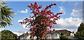 TQ3095 : Mistletoe and Blossom, London N14 by Christine Matthews