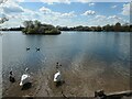 SK2120 : Mute swans and Canada geese, Branston water park by Christine Johnstone