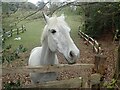 Horse near Stonehouse Cottage