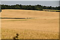 Wheat fields