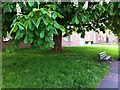 Horse chestnut tree in bloom on Holbrook Lane