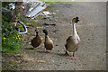 Gander and geese, Legnabraid