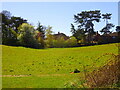 A grassy field and houses: Hilly Fields