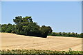 Clump of trees, High Elms Country Park