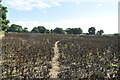 Footpath across field