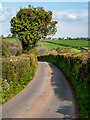 Country Lane near Garway