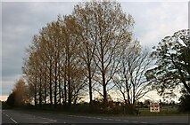 TF6102 : Trees on the A1122, Downham Market by David Howard