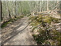 Footpath in Old Park Wood