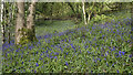 J3279 : Bluebells, Cave Hill by Rossographer