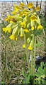 Cowslip (Primula veris)