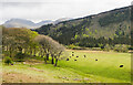 Trees and cattle near to High Gillerthwaite