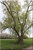TL5175 : Tree by Cambridge Road, Stretham by David Howard