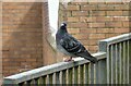 NS5574 : Posing pigeon by Richard Sutcliffe